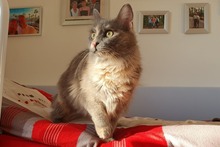 BIJOUX, Katze, Norwegische Waldkatze-Mix in Salzkotten - Bild 18