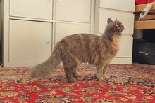 BIJOUX, Katze, Norwegische Waldkatze-Mix in Salzkotten - Bild 19