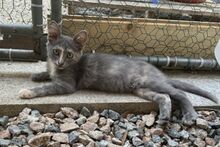 BIJOUX, Katze, Norwegische Waldkatze-Mix in Salzkotten - Bild 5