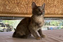 BIJOUX, Katze, Norwegische Waldkatze-Mix in Salzkotten - Bild 7