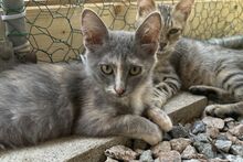 BIJOUX, Katze, Norwegische Waldkatze-Mix in Salzkotten - Bild 8