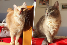 SIMBA, Katze, Norwegische Waldkatze-Mix in Salzkotten - Bild 1