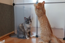 SIMBA, Katze, Norwegische Waldkatze-Mix in Salzkotten - Bild 10