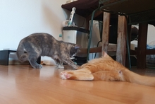 SIMBA, Katze, Norwegische Waldkatze-Mix in Salzkotten - Bild 13