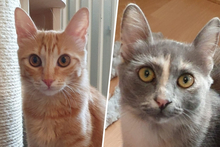 SIMBA, Katze, Norwegische Waldkatze-Mix in Salzkotten - Bild 2