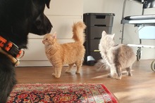 SIMBA, Katze, Norwegische Waldkatze-Mix in Salzkotten - Bild 4