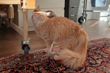 SIMBA, Katze, Norwegische Waldkatze-Mix in Salzkotten - Bild 6