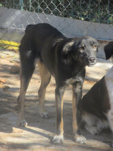 BRENDA, Hund, Mischlingshund in Bulgarien - Bild 2