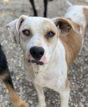 LAMIA, Hund, Mischlingshund in Griechenland - Bild 2