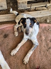 SHIO, Hund, Mischlingshund in Griechenland - Bild 2