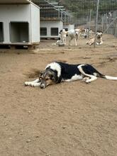 THEO, Hund, Mischlingshund in Griechenland - Bild 2