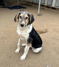 MELVIN, Hund, Mischlingshund in Griechenland - Bild 3