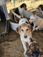 NIKE, Hund, Mischlingshund in Griechenland - Bild 11