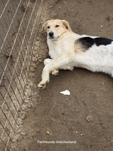 NIKE, Hund, Mischlingshund in Griechenland - Bild 2