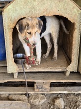 NIKE, Hund, Mischlingshund in Griechenland - Bild 6