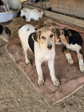 NIKE, Hund, Mischlingshund in Griechenland - Bild 8