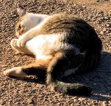 EMIL, Katze, Europäisch Kurzhaar in Nürnberg - Bild 4