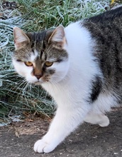 EMIL, Katze, Europäisch Kurzhaar in Nürnberg - Bild 5