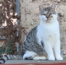 EMIL, Katze, Europäisch Kurzhaar in Nürnberg - Bild 6