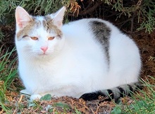 EGON, Katze, Europäisch Kurzhaar in Nürnberg - Bild 2