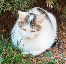 EGON, Katze, Europäisch Kurzhaar in Nürnberg - Bild 5