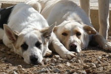 SOLIANA, Hund, Maremmano-Mix in Italien - Bild 9