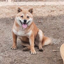 JUDY, Hund, Shiba Inu in Ungarn - Bild 2