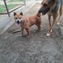 JUDY, Hund, Shiba Inu in Ungarn - Bild 3