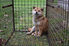 JUDY, Hund, Shiba Inu in Ungarn - Bild 4