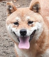 JUDY, Hund, Shiba Inu in Kalbe - Bild 1