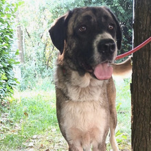 SABA, Hund, Herdenschutzhund-Mix in Kroatien - Bild 1