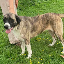 SABA, Hund, Herdenschutzhund-Mix in Kroatien - Bild 3