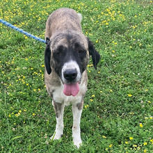 SABA, Hund, Herdenschutzhund-Mix in Kroatien - Bild 4