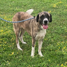 SABA, Hund, Herdenschutzhund-Mix in Kroatien - Bild 7