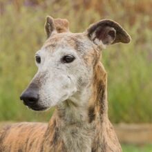 SOADORA, Hund, Galgo Español in Spanien - Bild 1