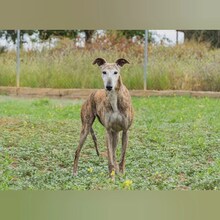 SOADORA, Hund, Galgo Español in Spanien - Bild 2