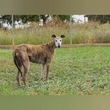 SOADORA, Hund, Galgo Español in Spanien - Bild 3