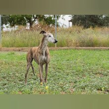 SOADORA, Hund, Galgo Español in Spanien - Bild 4