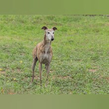 SOADORA, Hund, Galgo Español in Spanien - Bild 5