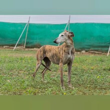 SOADORA, Hund, Galgo Español in Spanien - Bild 6