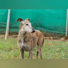 SOADORA, Hund, Galgo Español in Spanien - Bild 7