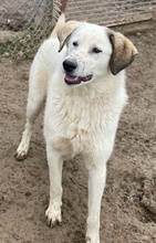 MAXIMUS, Hund, Mischlingshund in Griechenland - Bild 11