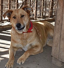 MARGOT, Hund, Mischlingshund in Ungarn - Bild 2