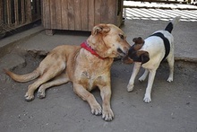 MARGOT, Hund, Mischlingshund in Ungarn - Bild 3