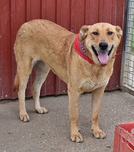 MARGOT, Hund, Mischlingshund in Ungarn - Bild 4