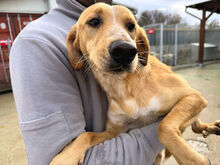 ORETTO, Hund, Mischlingshund in Italien - Bild 3