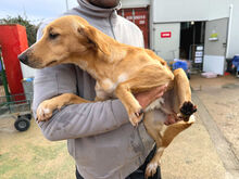 ORETTO, Hund, Mischlingshund in Italien - Bild 4