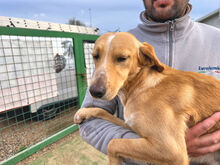 ORETTO, Hund, Mischlingshund in Italien - Bild 5