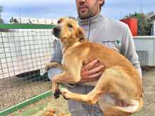 ORETTO, Hund, Mischlingshund in Italien - Bild 6