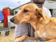 ORETTO, Hund, Mischlingshund in Italien - Bild 8